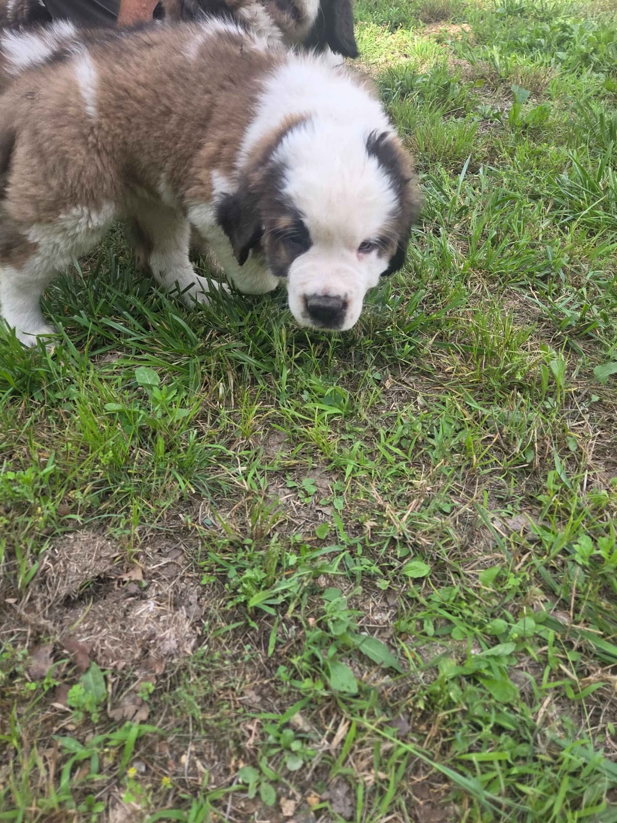 Saint Bernard Puppies breeder image 11