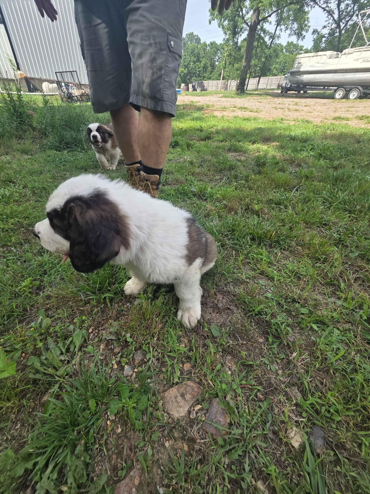 Saint Bernard Puppies breeder image 14