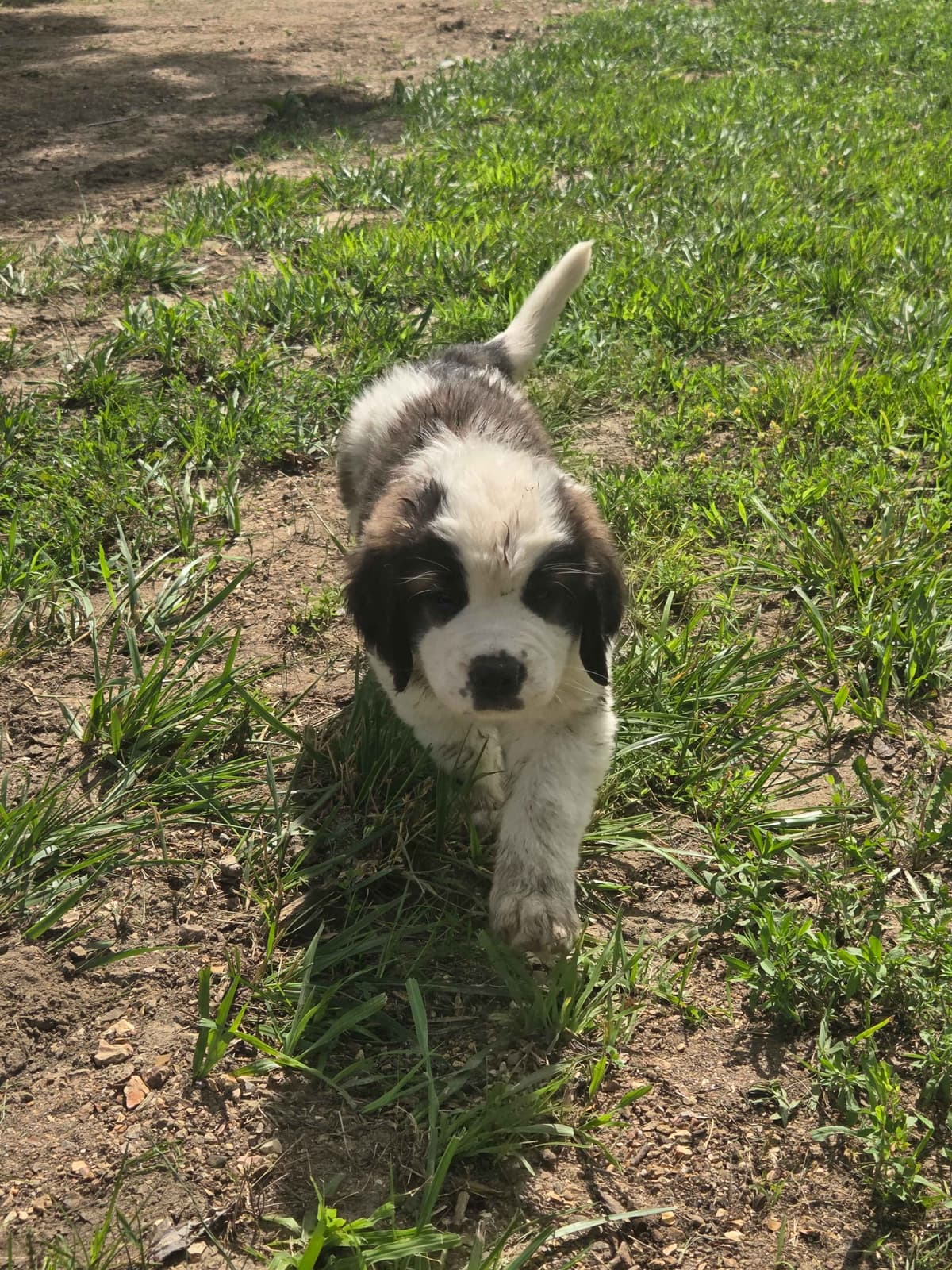 Saint Bernard Puppies breeder image 13