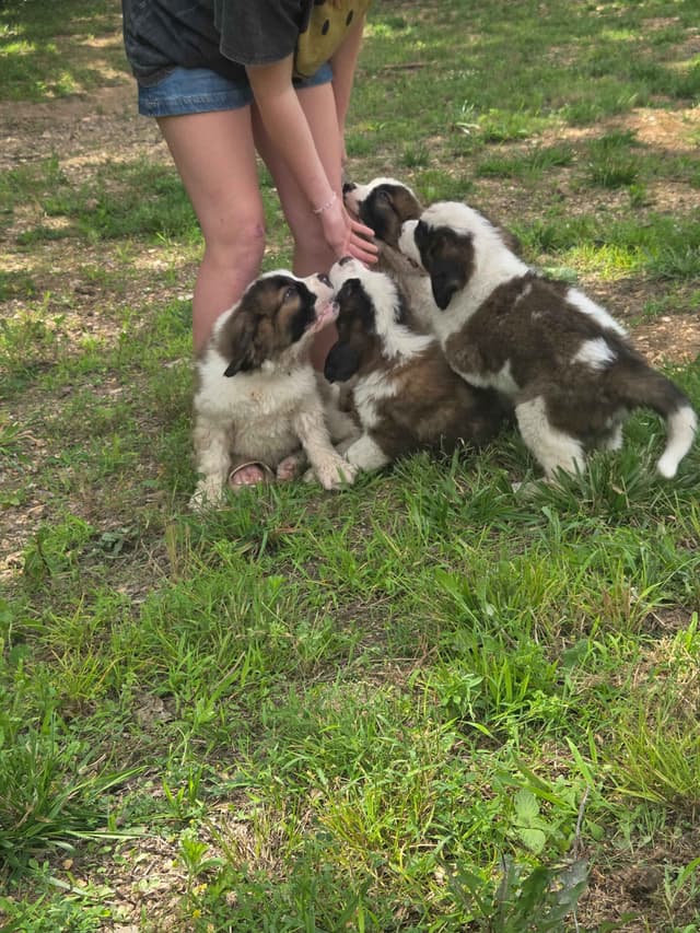 Saint Bernard Puppies media 2