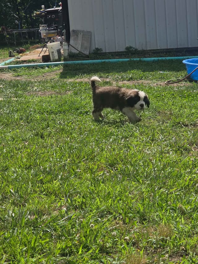 Saint Bernard Puppies media 5