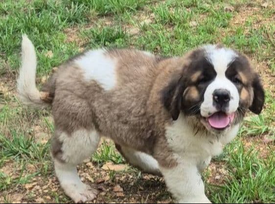 Saint Bernard Puppies media 4