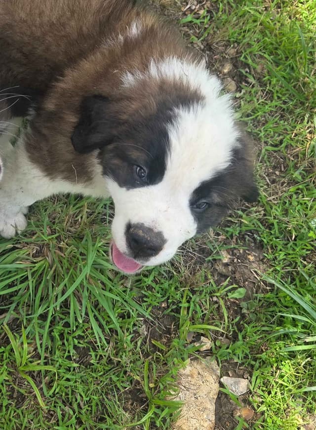 Saint Bernard Puppies media 7