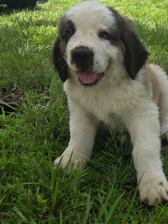Saint Bernard Puppies media 6