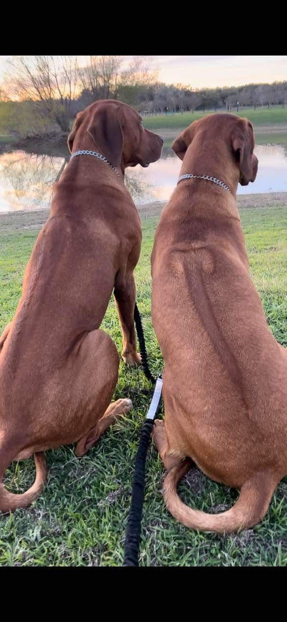 Happy Healthy Rhodesian Ridgeback Puppies breeder image 1