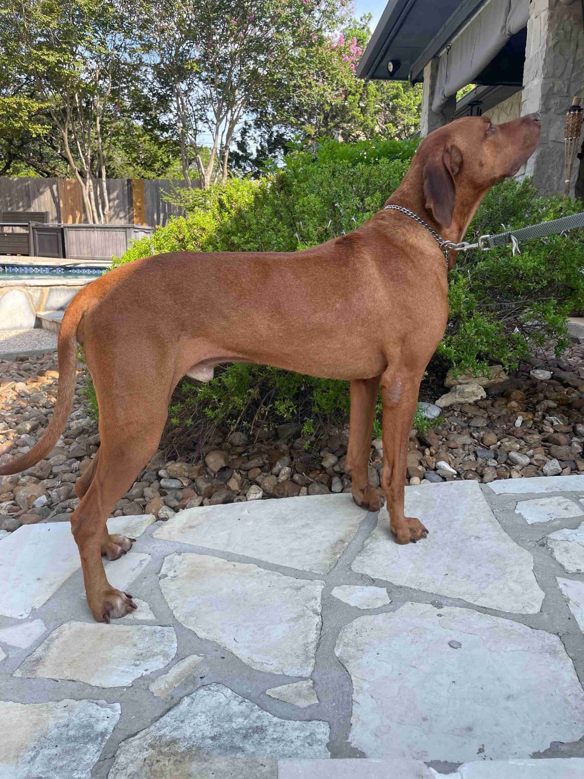 Happy Healthy Rhodesian Ridgeback Puppies breeder image 2