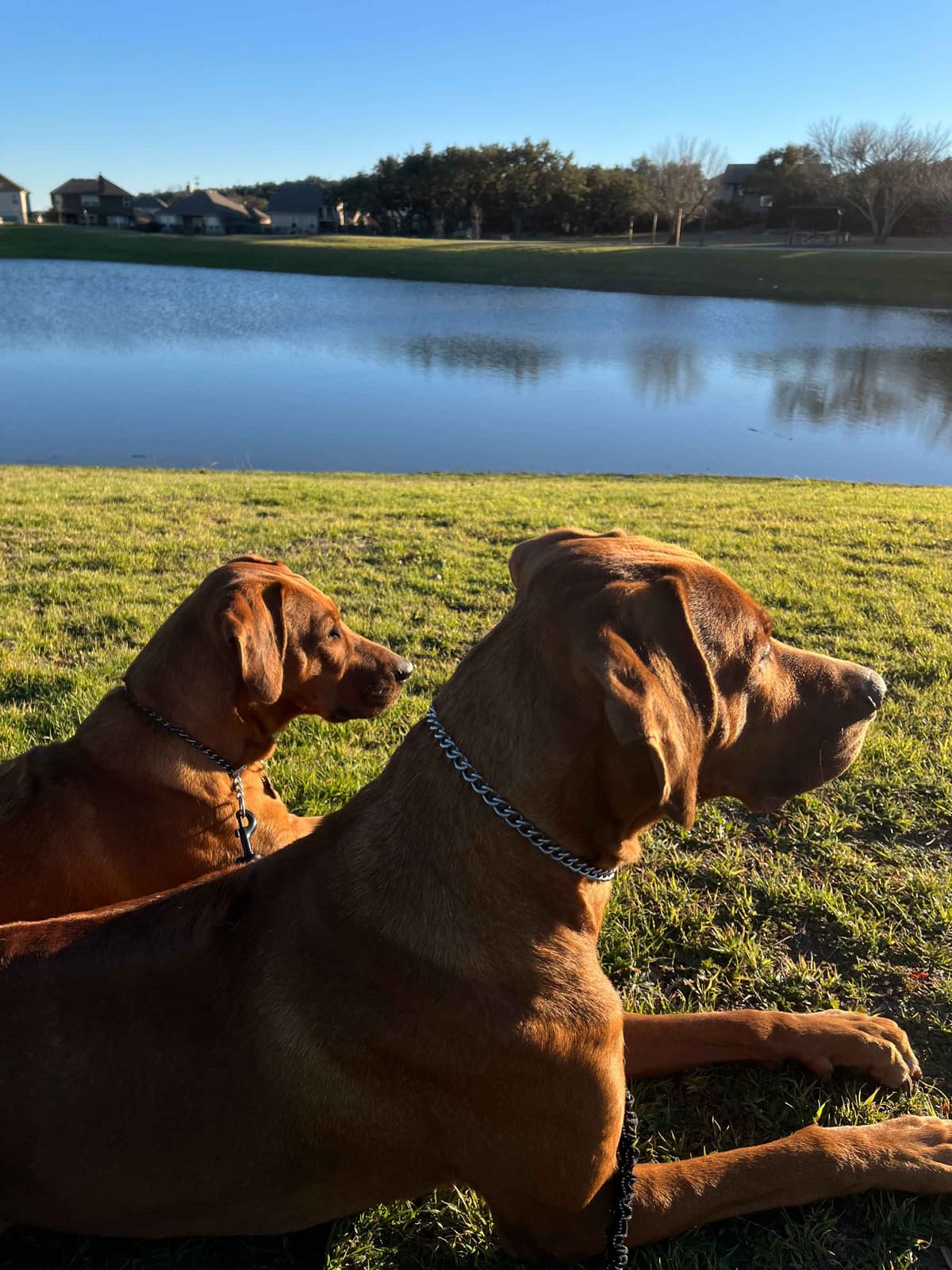 Happy Healthy Rhodesian Ridgeback Puppies breeder image 3