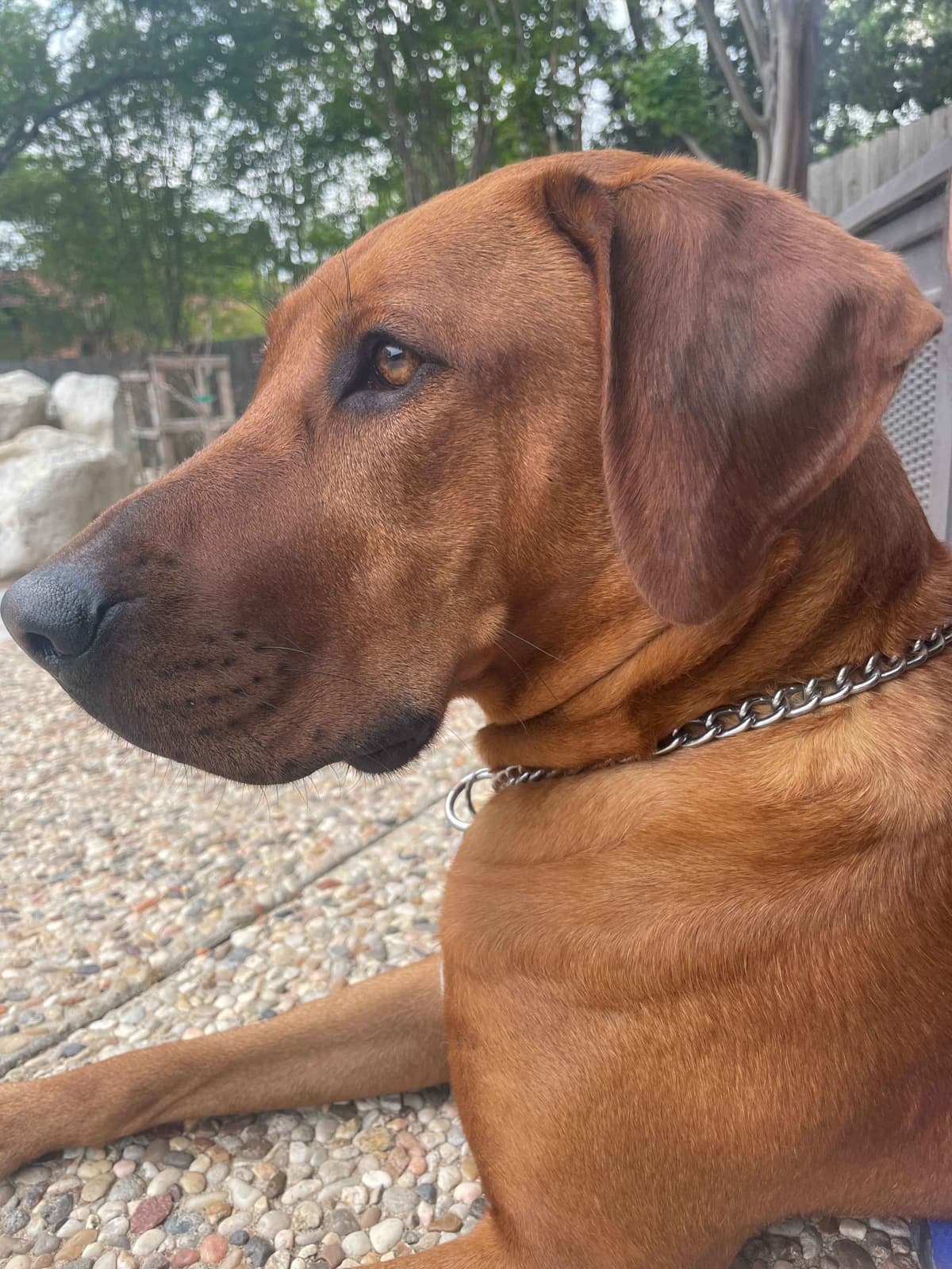 Happy Healthy Rhodesian Ridgeback Puppies breeder image 4