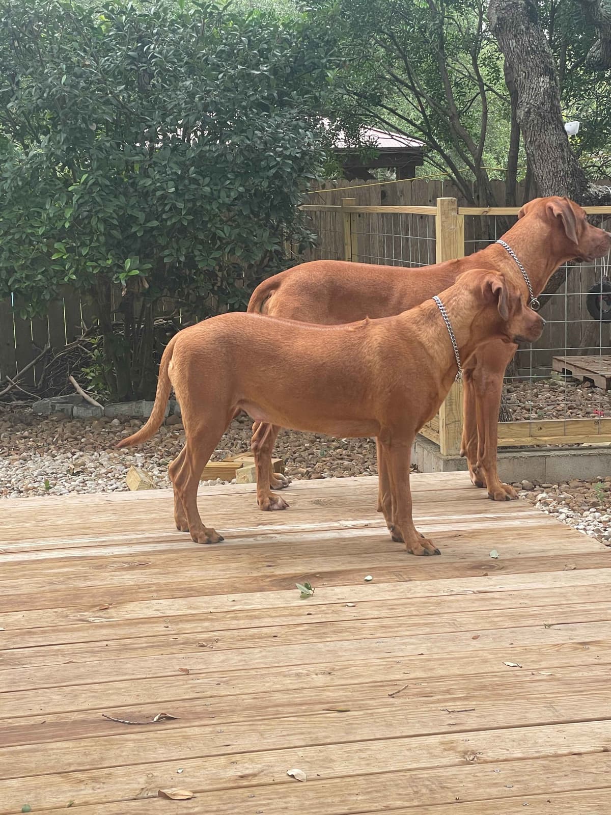 Happy Healthy Rhodesian Ridgeback Puppies breeder image 5