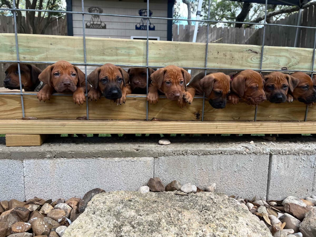 Happy Healthy Rhodesian Ridgeback Puppies breeder image 6