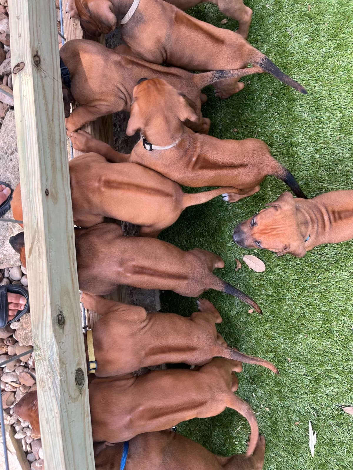 Happy Healthy Rhodesian Ridgeback Puppies breeder image 7