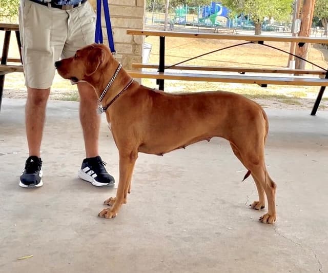 Happy Healthy Rhodesian Ridgeback Puppies media 23