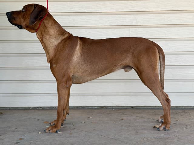 Happy Healthy Rhodesian Ridgeback Puppies media 24