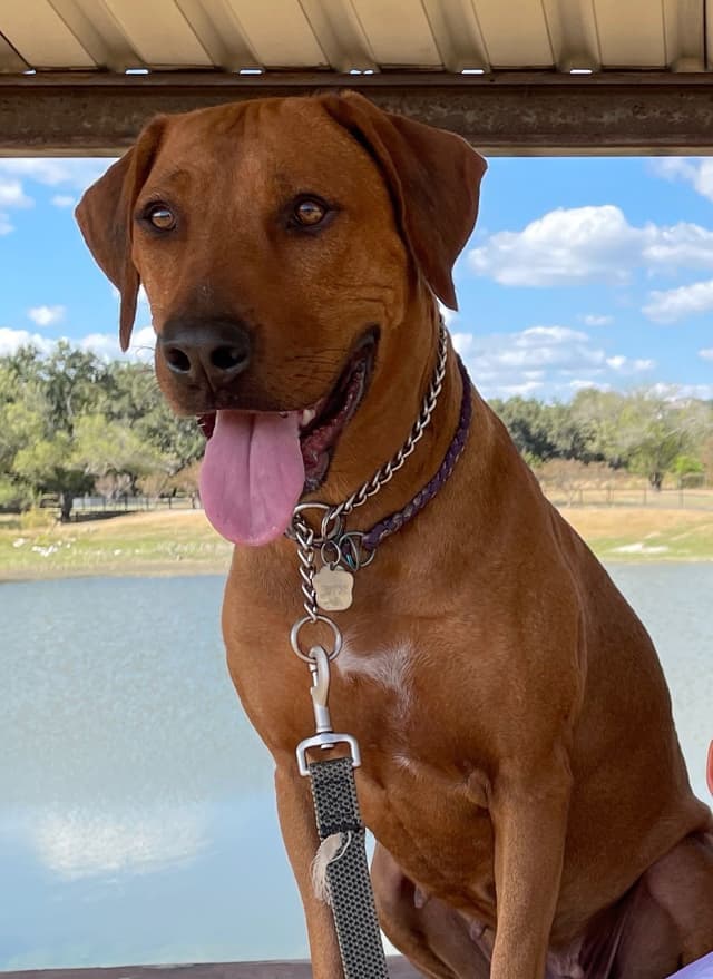 Happy Healthy Rhodesian Ridgeback Puppies media 25