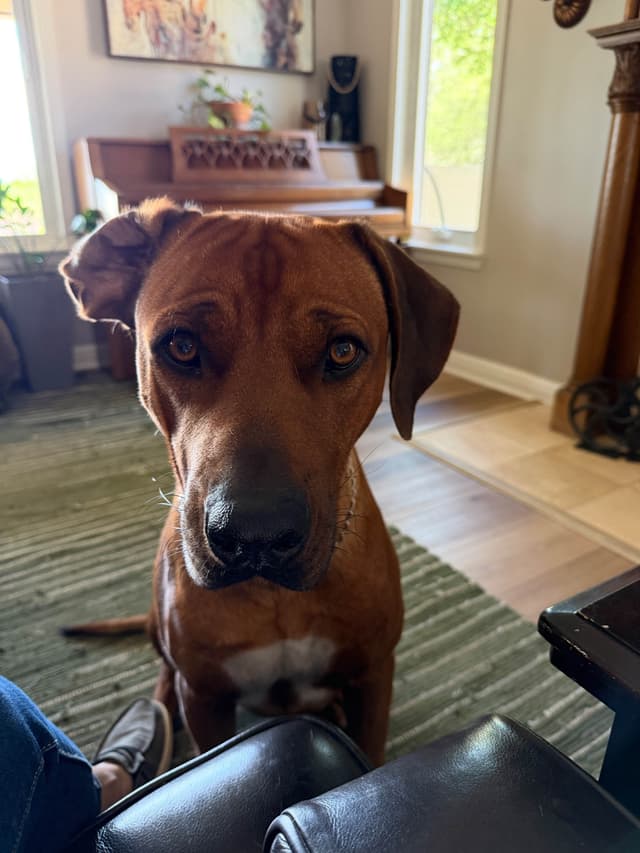 Happy Healthy Rhodesian Ridgeback Puppies media 26