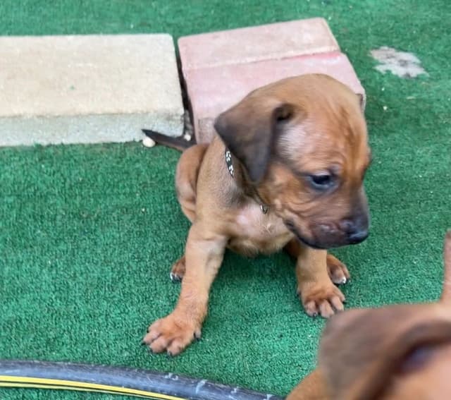 Happy Healthy Rhodesian Ridgeback Puppies media 4