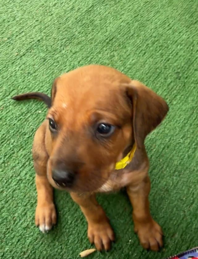 Happy Healthy Rhodesian Ridgeback Puppies media 17