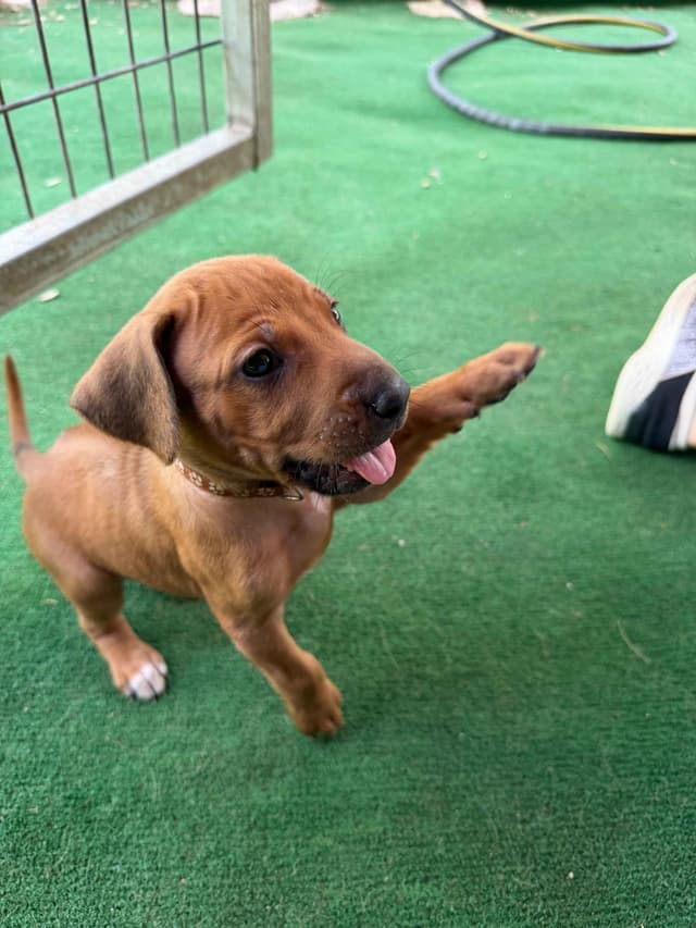 Happy Healthy Rhodesian Ridgeback Puppies media 10