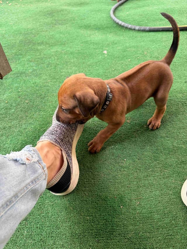 Happy Healthy Rhodesian Ridgeback Puppies media 3