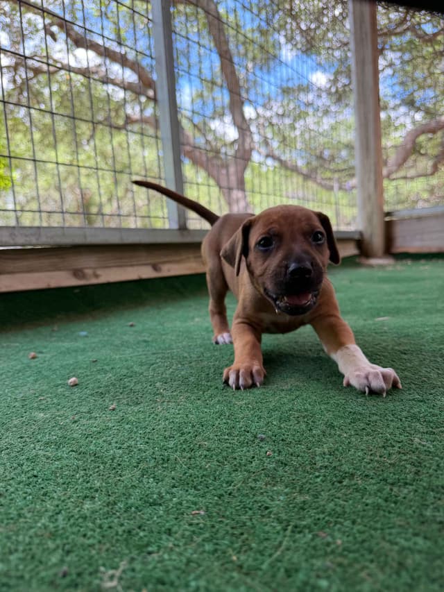 Happy Healthy Rhodesian Ridgeback Puppies media 22