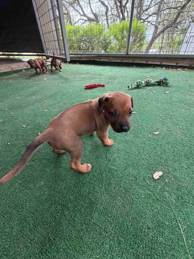 Happy Healthy Rhodesian Ridgeback Puppies media 7
