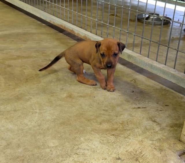 Beautiful Rhodesian Ridgeback Puppies media 4