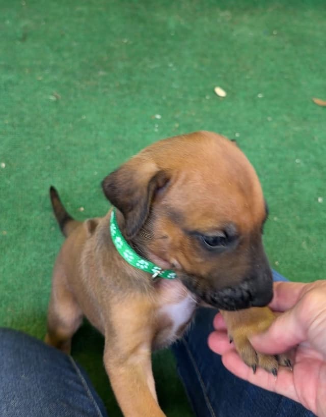 Beautiful Rhodesian Ridgeback Puppies media 7