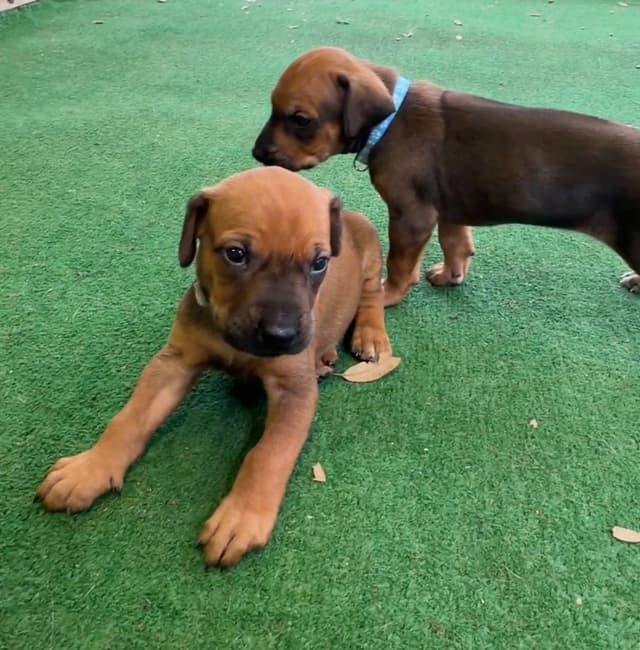 Beautiful Rhodesian Ridgeback Puppies media 12