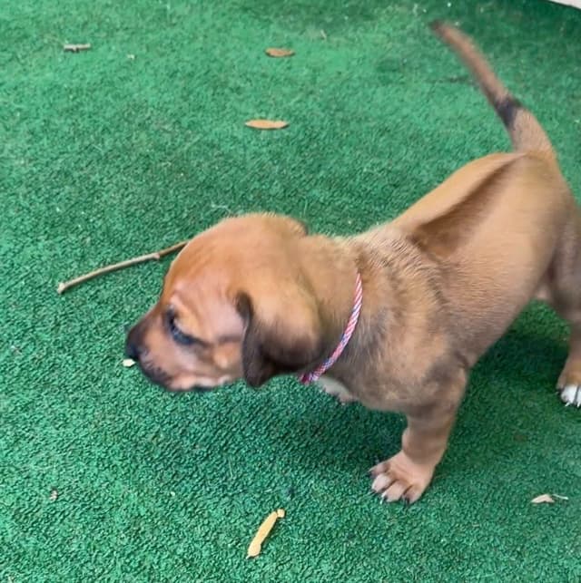 Beautiful Rhodesian Ridgeback Puppies media 10
