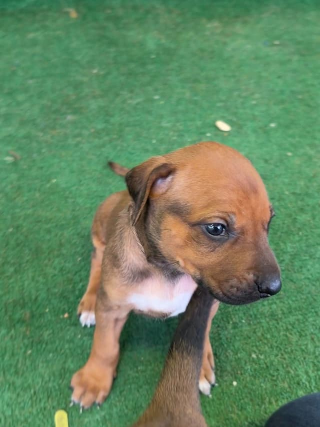 Beautiful Rhodesian Ridgeback Puppies media 24