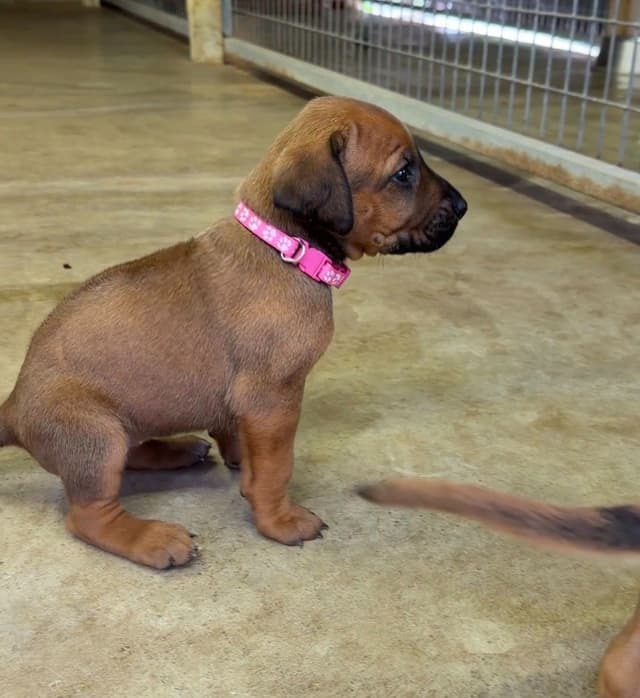 Beautiful Rhodesian Ridgeback Puppies media 18