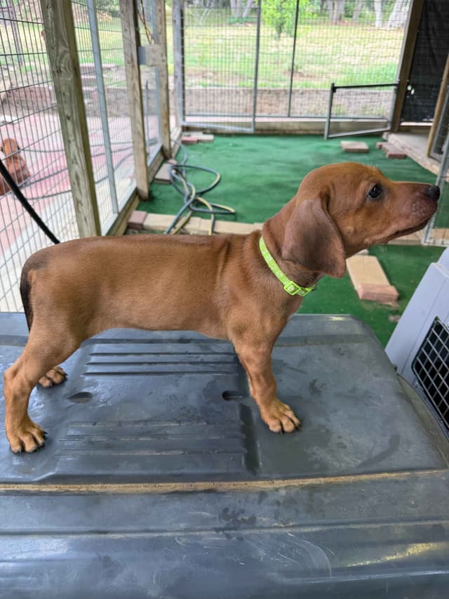 Happy Healthy Rhodesian Ridgeback Puppies media 12