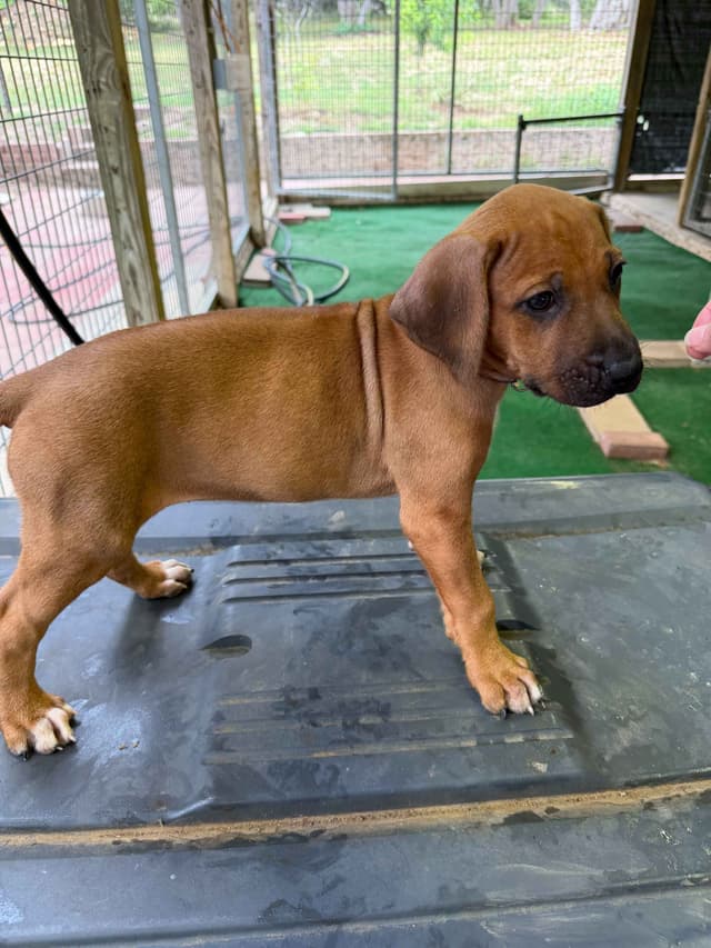 Happy Healthy Rhodesian Ridgeback Puppies media 21