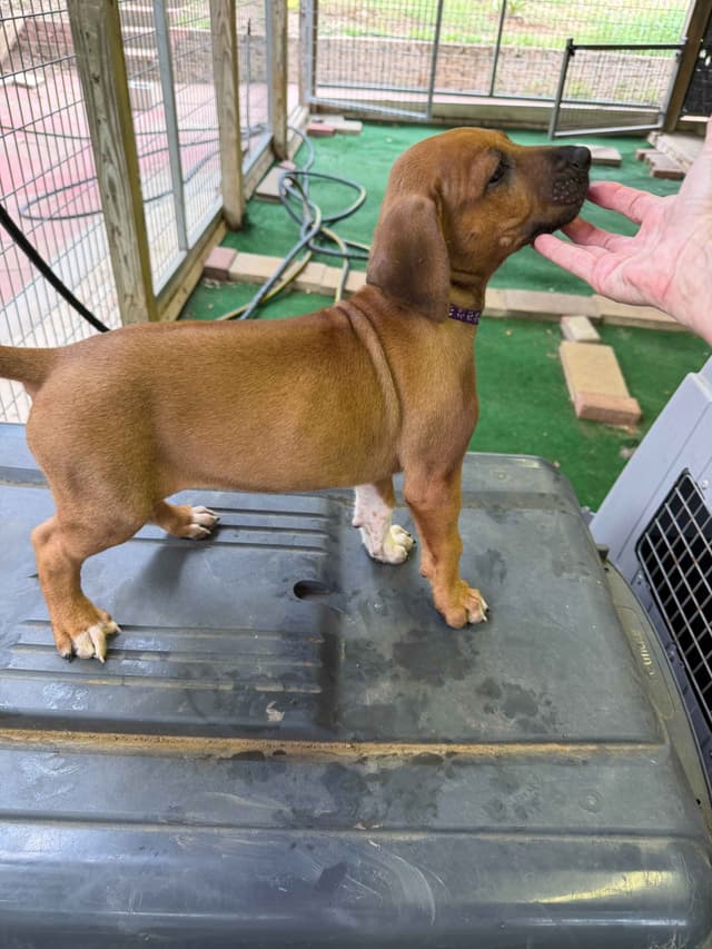 Happy Healthy Rhodesian Ridgeback Puppies media 19