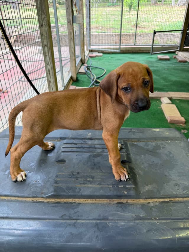 Happy Healthy Rhodesian Ridgeback Puppies media 20