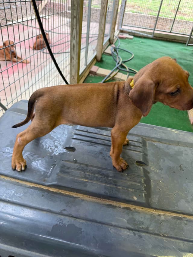 Happy Healthy Rhodesian Ridgeback Puppies media 16