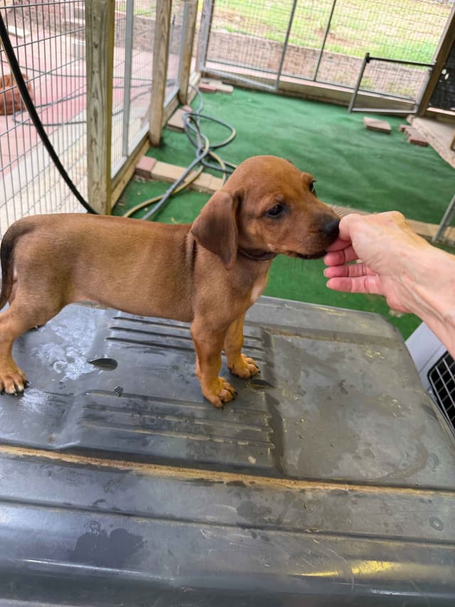 Happy Healthy Rhodesian Ridgeback Puppies media 15