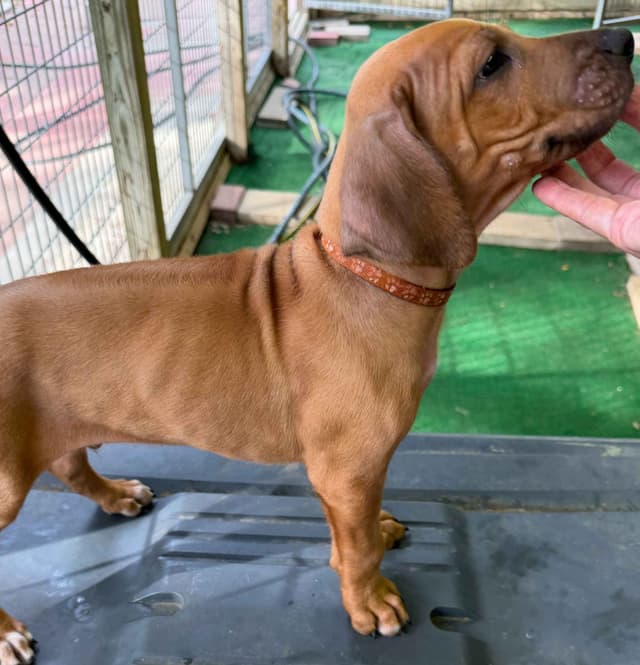 Happy Healthy Rhodesian Ridgeback Puppies media 9