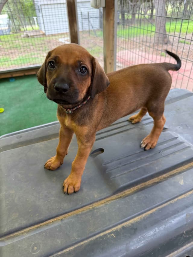 Beautiful Rhodesian Ridgeback Puppies media 26