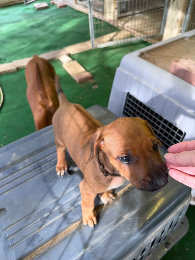 Beautiful Rhodesian Ridgeback Puppies media 23