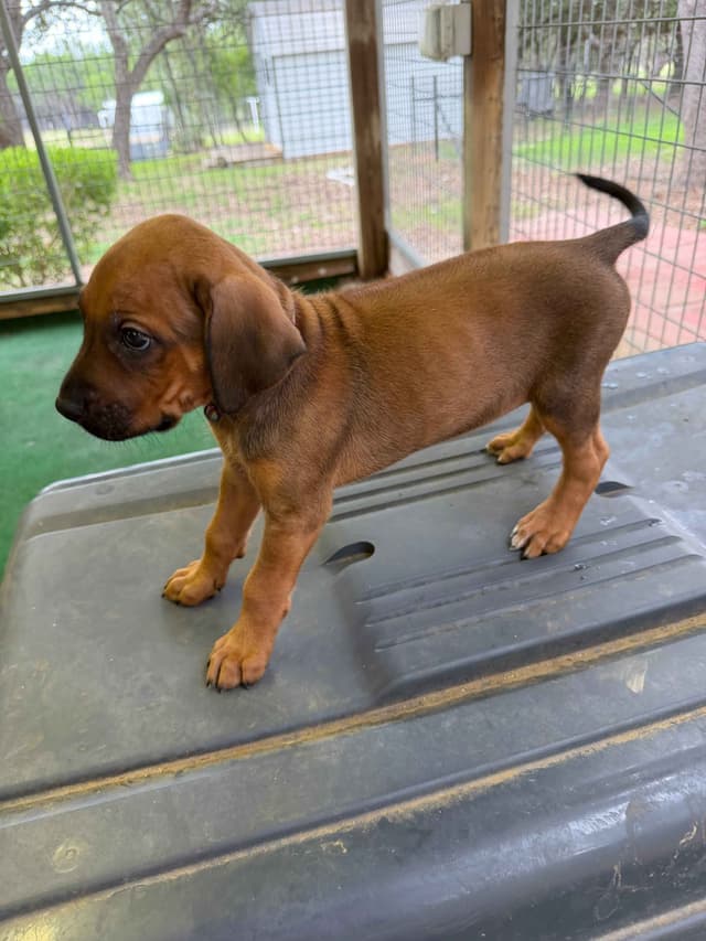 Beautiful Rhodesian Ridgeback Puppies media 27