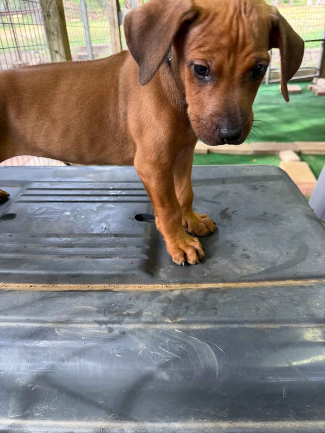 Beautiful Rhodesian Ridgeback Puppies media 28