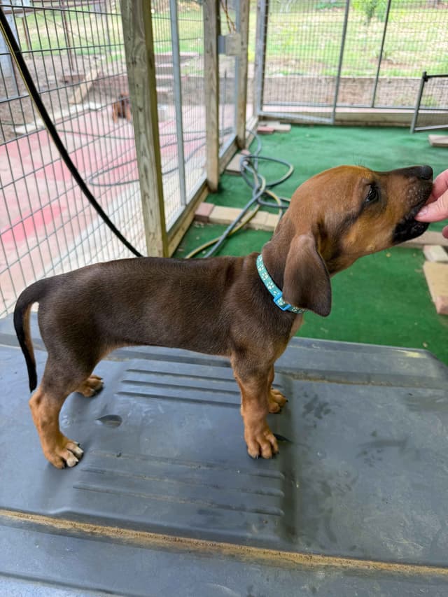 Beautiful Rhodesian Ridgeback Puppies media 20