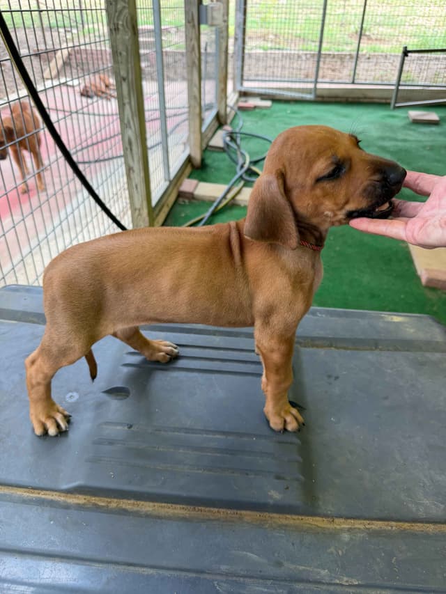 Beautiful Rhodesian Ridgeback Puppies media 9