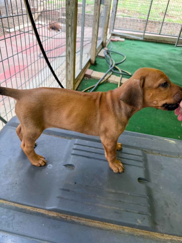 Beautiful Rhodesian Ridgeback Puppies media 3