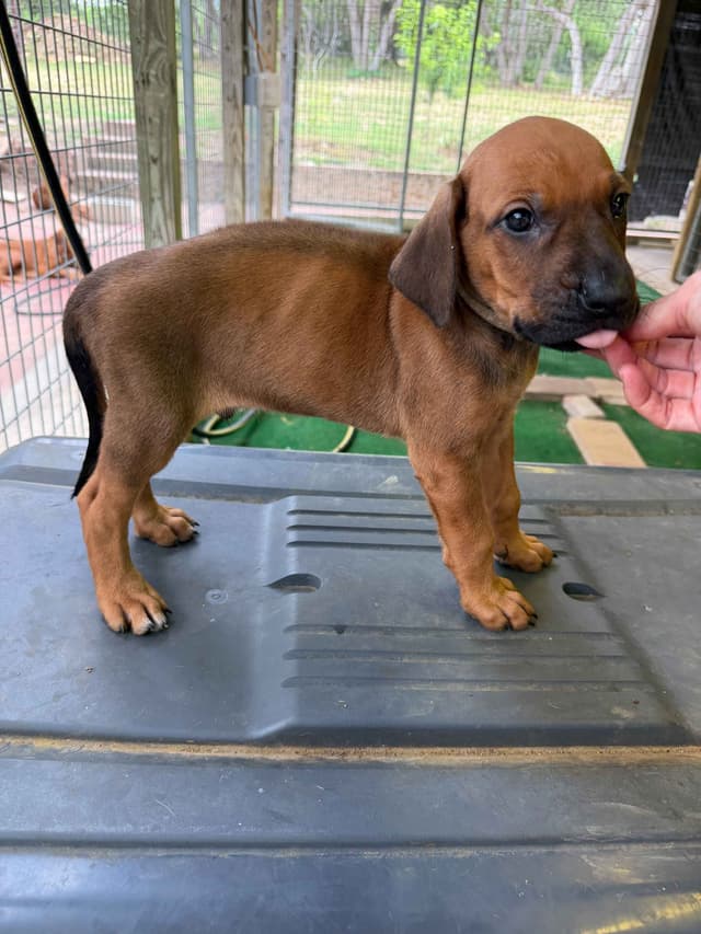 Beautiful Rhodesian Ridgeback Puppies media 13