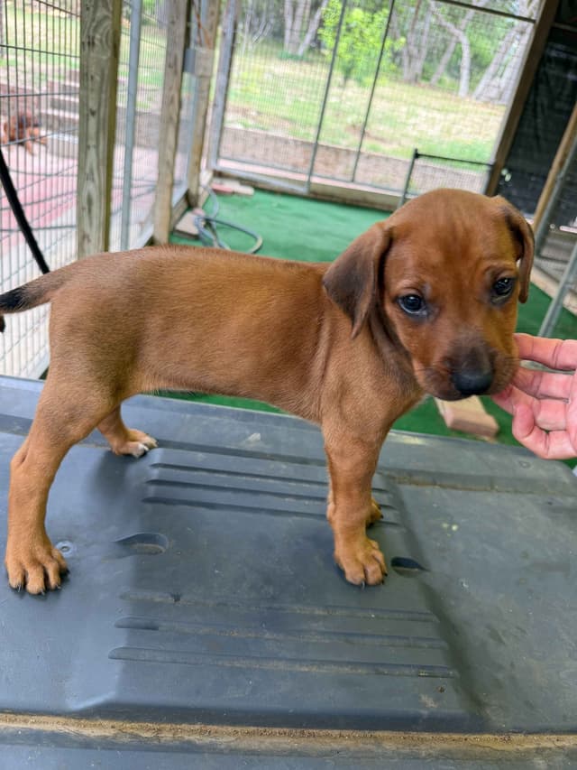 Beautiful Rhodesian Ridgeback Puppies media 2
