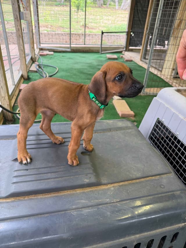 Beautiful Rhodesian Ridgeback Puppies media 6