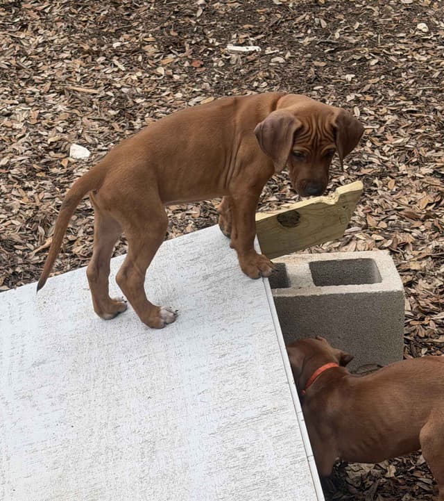Happy Healthy Rhodesian Ridgeback Puppies media 8