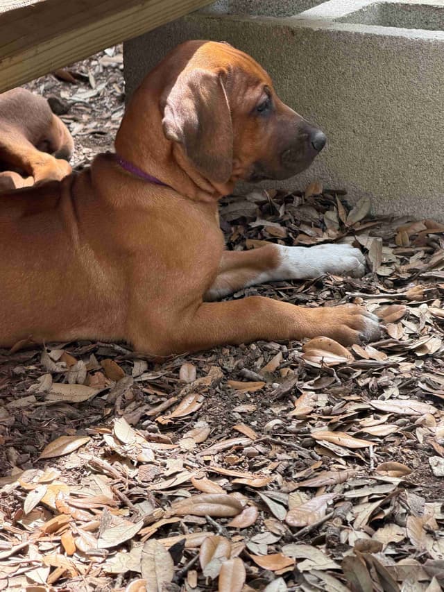 Happy Healthy Rhodesian Ridgeback Puppies media 18
